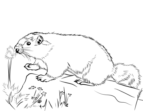 Hoary Marmot  Coloring Page